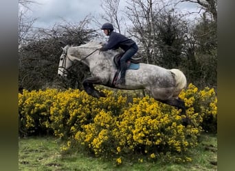 Caballo de deporte irlandés, Caballo castrado, 6 años, 176 cm, Tordo rodado