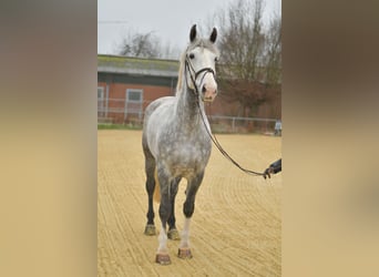 Caballo de deporte irlandés, Caballo castrado, 6 años, 177 cm, Tordo rodado