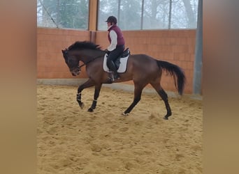 Caballo de deporte irlandés, Caballo castrado, 6 años, 185 cm, Castaño