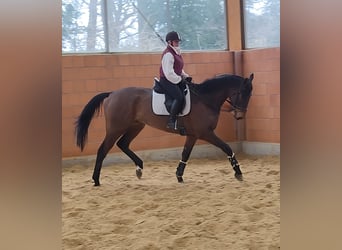 Caballo de deporte irlandés, Caballo castrado, 6 años, 185 cm, Castaño