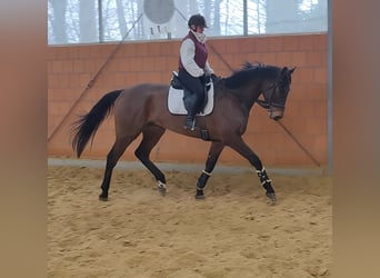 Caballo de deporte irlandés, Caballo castrado, 6 años, 185 cm, Castaño