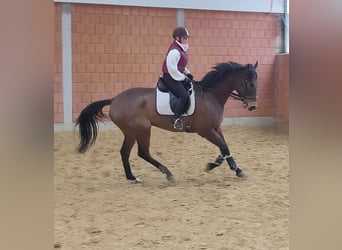 Caballo de deporte irlandés, Caballo castrado, 6 años, 185 cm, Castaño