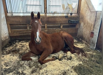 Caballo de deporte irlandés, Caballo castrado, 6 años, Alazán