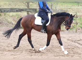 Caballo de deporte irlandés Mestizo, Caballo castrado, 6 años, Castaño