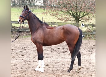 Caballo de deporte irlandés Mestizo, Caballo castrado, 6 años, Castaño