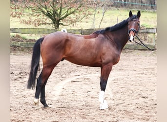 Caballo de deporte irlandés Mestizo, Caballo castrado, 6 años, Castaño