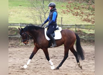 Caballo de deporte irlandés Mestizo, Caballo castrado, 6 años, Castaño