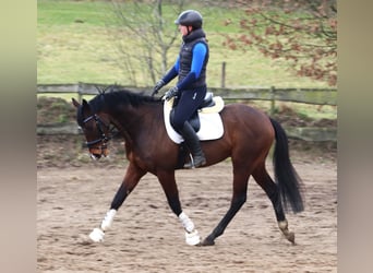 Caballo de deporte irlandés Mestizo, Caballo castrado, 6 años, Castaño