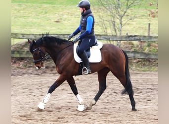 Caballo de deporte irlandés Mestizo, Caballo castrado, 6 años, Castaño