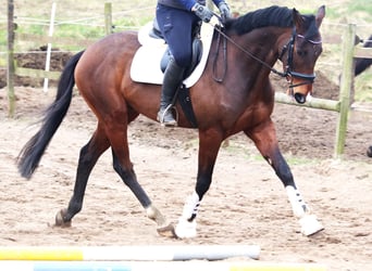 Caballo de deporte irlandés Mestizo, Caballo castrado, 6 años, Castaño