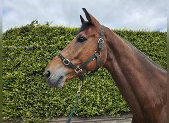 Caballo de deporte irlandés, Caballo castrado, 6 años, Castaño