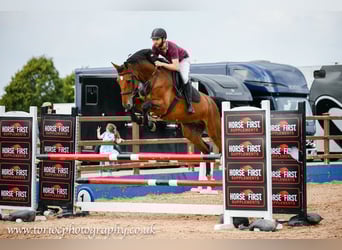 Caballo de deporte irlandés, Caballo castrado, 6 años, Castaño