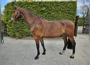 Caballo de deporte irlandés, Caballo castrado, 6 años, Castaño
