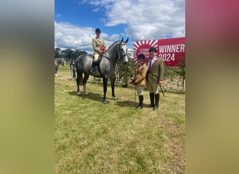 Caballo de deporte irlandés, Caballo castrado, 6 años, Tordo rodado