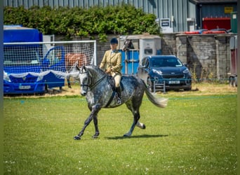 Caballo de deporte irlandés, Caballo castrado, 6 años, Tordo rodado