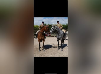 Caballo de deporte irlandés, Caballo castrado, 6 años, Tordo rodado