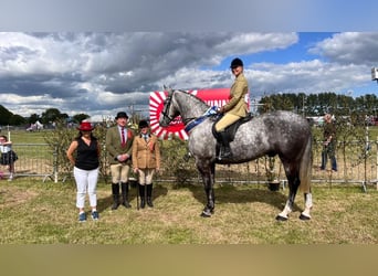 Caballo de deporte irlandés, Caballo castrado, 6 años, Tordo rodado