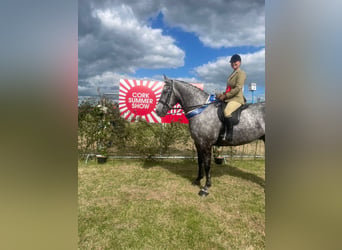 Caballo de deporte irlandés, Caballo castrado, 6 años, Tordo rodado