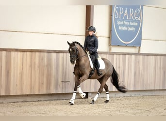 Caballo de deporte irlandés, Caballo castrado, 7 años, 149 cm, Negro