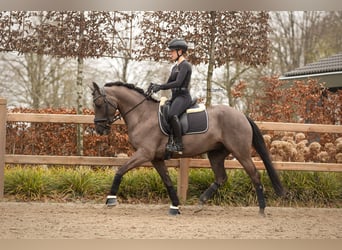 Caballo de deporte irlandés, Caballo castrado, 7 años, 149 cm, Negro