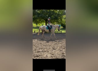 Caballo de deporte irlandés, Caballo castrado, 7 años, 155 cm, Tordo
