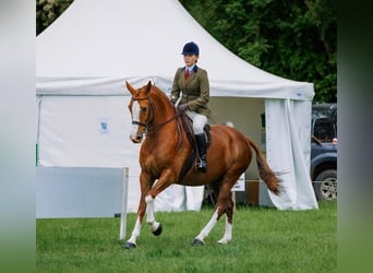 Caballo de deporte irlandés, Caballo castrado, 7 años, 158 cm, Alazán-tostado