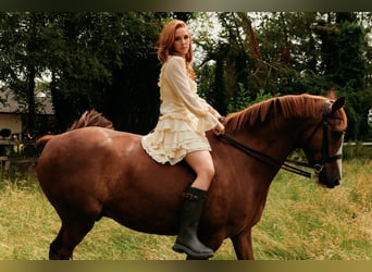 Caballo de deporte irlandés, Caballo castrado, 7 años, 158 cm, Alazán-tostado