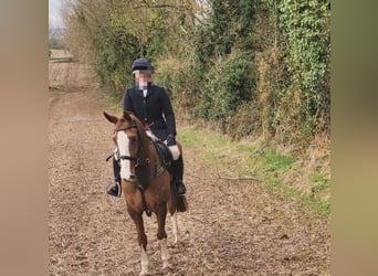 Caballo de deporte irlandés, Caballo castrado, 7 años, 158 cm, Alazán-tostado