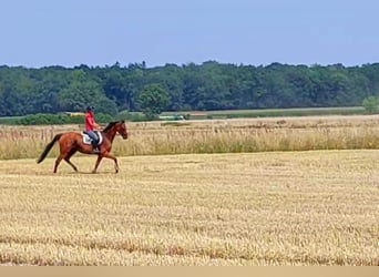 Caballo de deporte irlandés, Caballo castrado, 7 años, 158 cm, Castaño