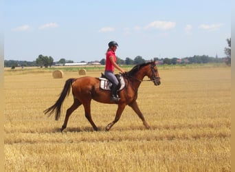 Caballo de deporte irlandés, Caballo castrado, 7 años, 158 cm, Castaño