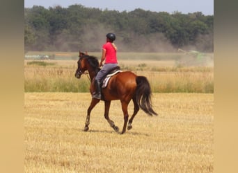 Caballo de deporte irlandés, Caballo castrado, 7 años, 158 cm, Castaño