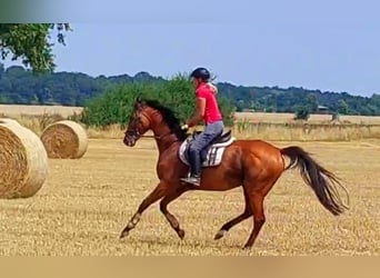 Caballo de deporte irlandés, Caballo castrado, 7 años, 158 cm, Castaño