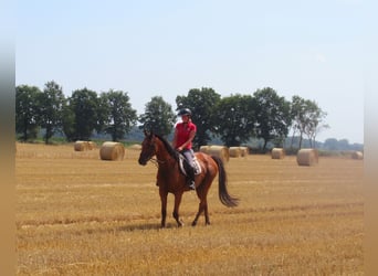 Caballo de deporte irlandés, Caballo castrado, 7 años, 158 cm, Castaño