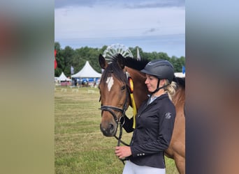 Caballo de deporte irlandés Mestizo, Caballo castrado, 7 años, 160 cm, Castaño