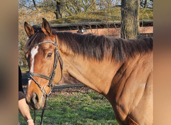 Caballo de deporte irlandés, Caballo castrado, 7 años, 160 cm, Castaño