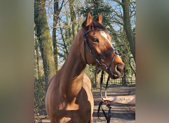 Caballo de deporte irlandés, Caballo castrado, 7 años, 160 cm, Castaño