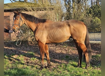 Caballo de deporte irlandés, Caballo castrado, 7 años, 160 cm, Castaño