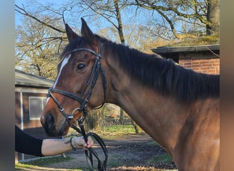 Caballo de deporte irlandés, Caballo castrado, 7 años, 160 cm, Castaño