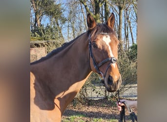 Caballo de deporte irlandés, Caballo castrado, 7 años, 160 cm, Castaño