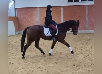 Caballo de deporte irlandés, Caballo castrado, 7 años, 160 cm, Castaño