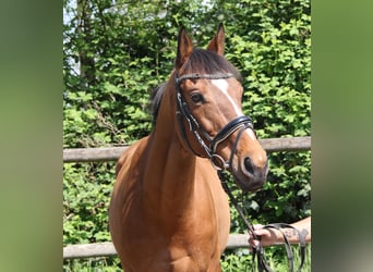 Caballo de deporte irlandés, Caballo castrado, 7 años, 160 cm, Castaño