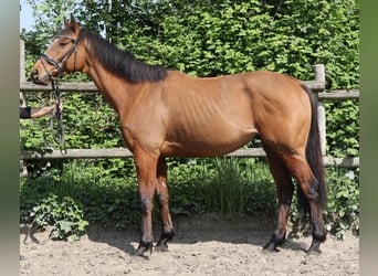 Caballo de deporte irlandés, Caballo castrado, 7 años, 160 cm, Castaño