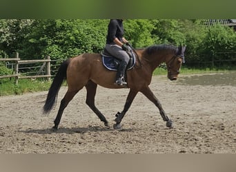 Caballo de deporte irlandés, Caballo castrado, 7 años, 160 cm, Castaño