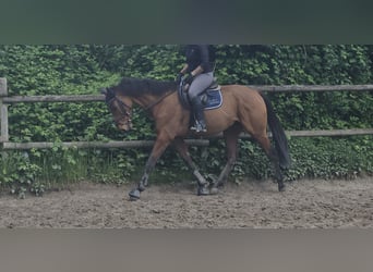 Caballo de deporte irlandés, Caballo castrado, 7 años, 160 cm, Castaño