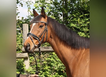 Caballo de deporte irlandés, Caballo castrado, 7 años, 160 cm, Castaño