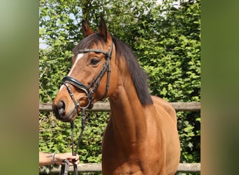 Caballo de deporte irlandés, Caballo castrado, 7 años, 160 cm, Castaño