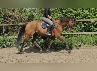 Caballo de deporte irlandés, Caballo castrado, 7 años, 160 cm, Castaño