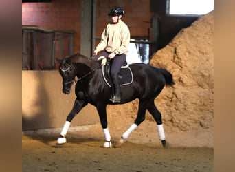 Caballo de deporte irlandés Mestizo, Caballo castrado, 7 años, 160 cm, Negro