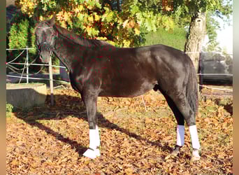 Caballo de deporte irlandés Mestizo, Caballo castrado, 7 años, 160 cm, Negro