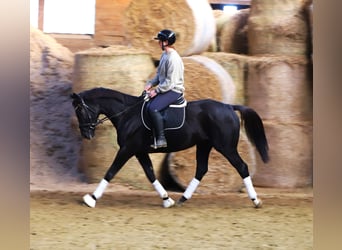 Caballo de deporte irlandés Mestizo, Caballo castrado, 7 años, 160 cm, Negro